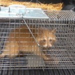Blonde Racoon