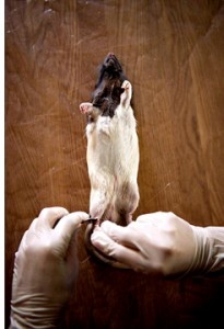 Laura Ginn Skinning Rat for Dinner and Dress