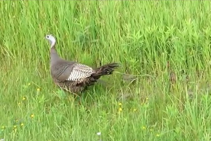 Video of Wisconsin Wild Turkey Hen with Poults; Video added