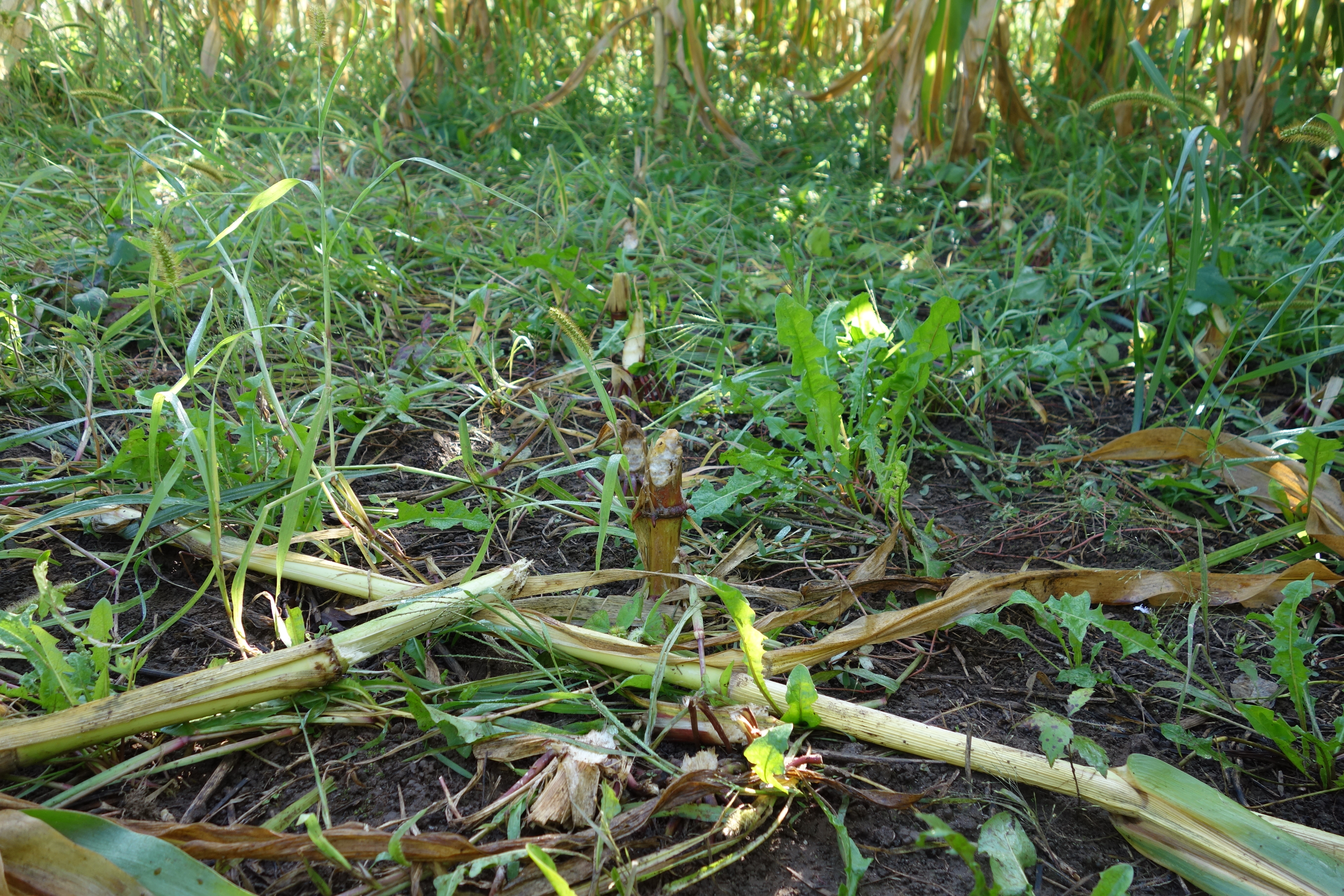 Beavers Eat And Store Corn