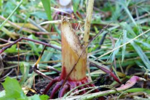 Beavers Eat And Store Corn